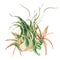 Watercolor tropical leaves. Air plant Tillandsia botanical illustration. Succulent terrarium plants