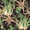 Watercolor tropical leaves seamless pattern. Air plant Tillandsia botanical texture. Succulent terrarium plants