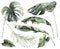 Watercolor tropical set with banana, palm and monstera leaves. Hand painted branches and twigs isolated on white