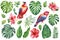 Watercolor tropical set, red parrot, hibiscus flowers, monstera leaf. Jungle flora white isolated background, hand draw