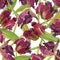 Watercolor Tulip background
