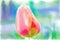 Watercolor tulip bud