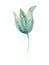 Watercolor tulip clipart