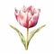 Watercolor Tulip Clipart Design - Naturalistic Flora And Fauna Iconic Miniature