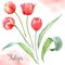 Watercolor tulip flowers