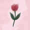Watercolor tulip on the light rose background.