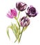 Watercolor tulips flowers. Spring or summer decoration floral botanical illustration. Watercolor isolated. Perfect for