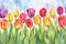 Watercolor Tulips in Pastel Hues. A soft watercolor painting of tulips in delicate pastel shades