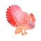 Watercolor turkey