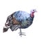 Watercolor turkey  bird animal