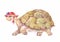 Watercolor turtle, vector illustration