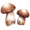 Watercolor two pair white porcini mushrooms vector