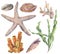 Watercolor underwater set. Hand painted laminaria, corals, starfish, sea pebble and seashells isolated on white