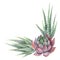 Watercolor vector bouquet of cacti and succulent plants isolated on white background.