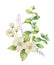 Watercolor vector bouquet of Jasmine and mint branches isolated on white background.