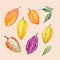 Watercolor vector cacao fruits set