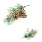Watercolor vector Christmas arrangement with cones and pine branch.