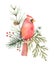 Watercolor vector Christmas bouquet with Bird Cardinal and fir branches.