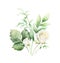 Watercolor vector clipart with green eucalyptus leaves and white roses.