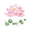 Watercolor vector composition of Lotus flower and branch of eucalyptus.