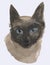 Watercolor vector drawing of portrait domestic purebred siamese cat