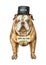 Watercolor vector English bulldog with black cylinder hat isolated on white background.
