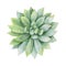 Watercolor vector green succulent isolated on white background.