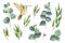 Watercolor vector hand painted set with eucalyptus leaves and Hummingbird.