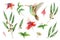 Watercolor vector hand painted set with eucalyptus leaves and Hummingbird.