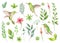 Watercolor vector hand painted set with green leaves and Hummingbird.