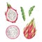 Watercolor vector hand pink painted dragon fruit set.