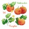 Watercolor Vector Pumpkin Set