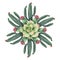 Watercolor vector round mandala of cacti and succulent plants isolated on white background.