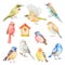 Watercolor vector set of birds.