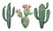 Watercolor vector set of cacti and succulent plants isolated on white background.