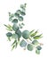 Watercolor vector wreath with green eucalyptus leaves and branches.