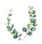 Watercolor vector wreath with green eucalyptus leaves and branches.