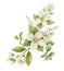 Watercolor vector wreath Jasmine and mint isolated on a white background.