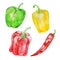Watercolor vegetables big peppers