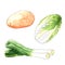 Watercolor vegetables on white background. Sketch of lettuce, onions and potatoes