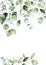 Watercolor vertical border of eucalyptus branches, seeds and leaves. Hand painted card of plants isolated on white