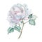 Watercolor Very Delicate White Rose