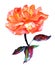 Watercolor vibrant rose drawing on a white background
