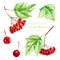 Watercolor viburnum berries illustration collection