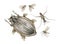 Watercolor vintage illustration with great diving beetle, water strider, mosquito and midge isolated on white.