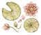 Watercolor vintage illustrations with leaves, flowers and water lily petals isolated on white. Swamp collection.