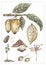 Watercolor vintage life cycle poster with cacao pod and leaves. Old style poster illustration with cocoa branch, beans and leafs