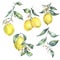 Watercolor vintage set of branch yellow fruit lemon