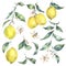 Watercolor vintage set of branch yellow fruit lemon