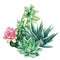 Watercolor vintage succulents bouquet, haworthia, echeveria, cactus, botanical painting, card with green plants